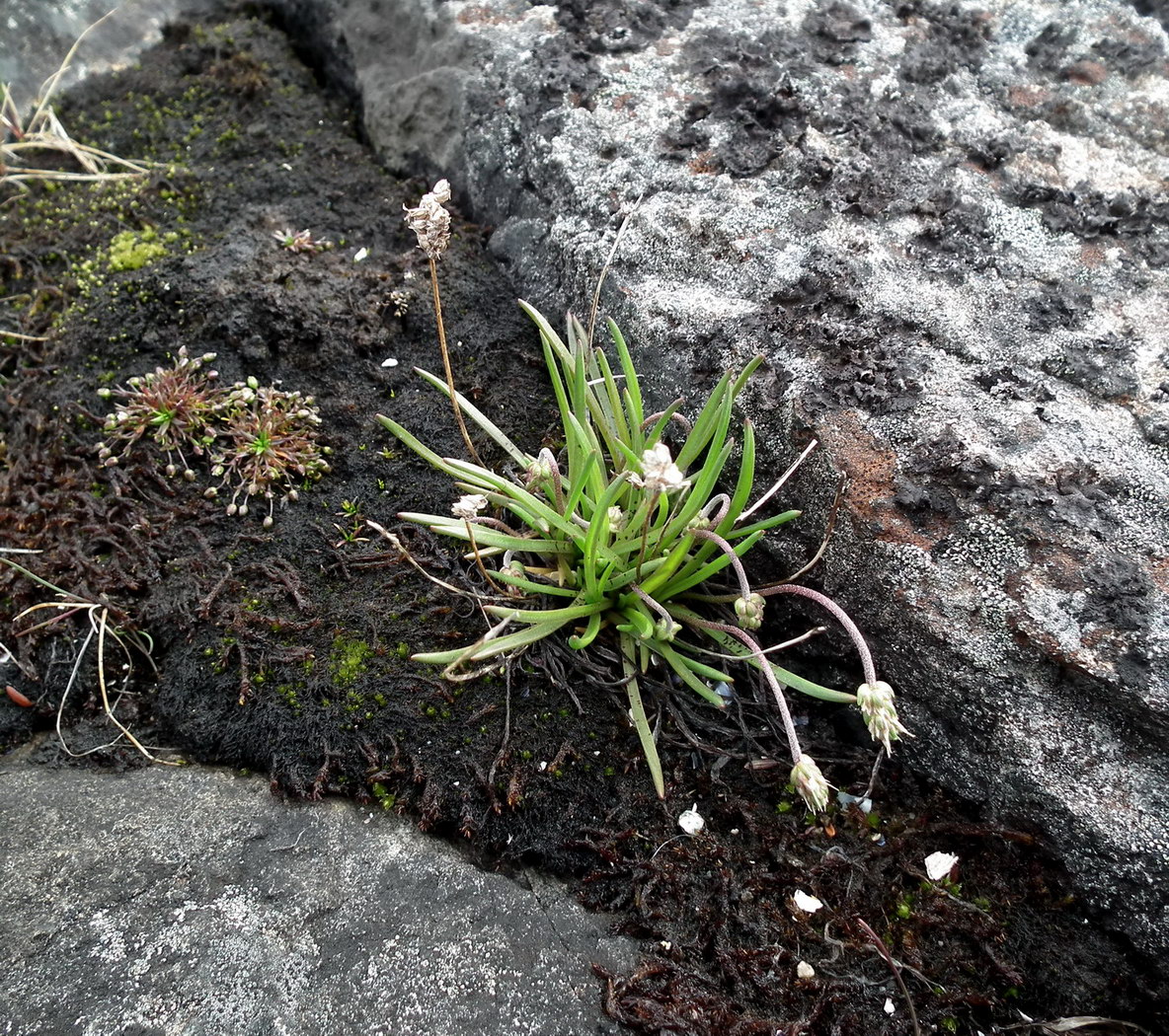 Изображение особи Plantago schrenkii.