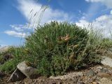 Oxytropis hystrix. Плодоносящее растение в петрофитной пустынной степи на эрозионном склоне долины. Казахстан, Восточно-Казахстанская обл., Зайсанский р-н, 19 км ВСВ пос. Сарытерек (быв. Пржевальское, быв. Киндирлик); предгорья хр. Сайкан, полоса адыров, долина р. Калмакпай, около 1000 м н.у.м. 31.05.2016.