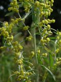 Artemisia absinthium