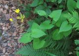 Prenanthes abietina