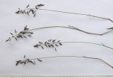 Catabrosella variegata