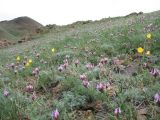 Astragalus angustissimus. Аспект цветущих растений в сообществе с Tulipa kolpakowskiana. Казахстан, Сев. Тянь-Шань, хр. Торайгыр, пер. Аласа, степной склон сев. экспозиции. 22 апреля 2016 г.