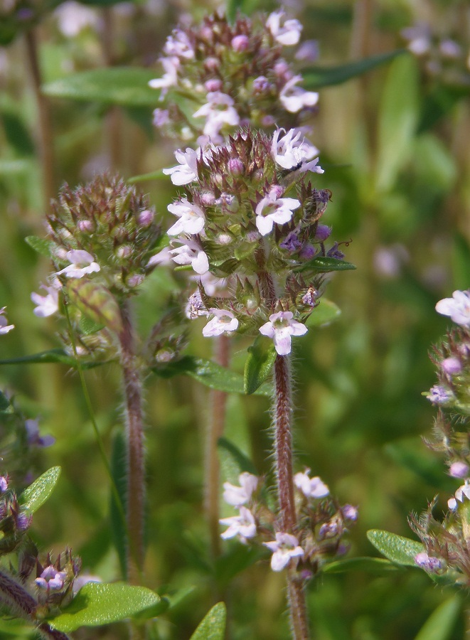 Изображение особи Thymus marschallianus.