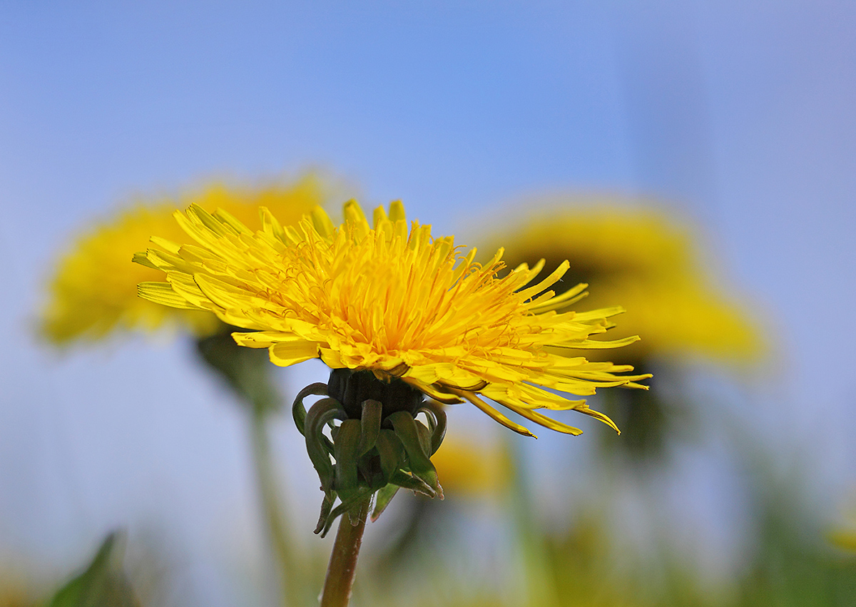 Изображение особи Taraxacum officinale.