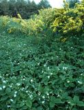 Fragaria viridis