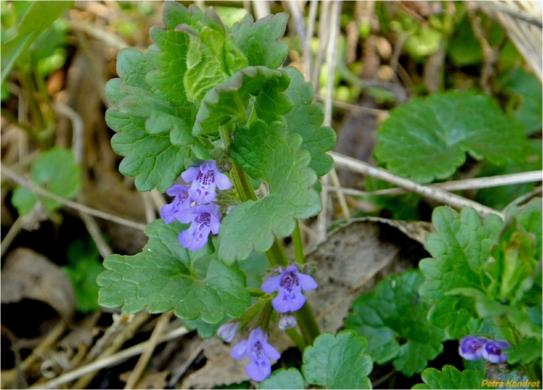 Изображение особи Glechoma hederacea.