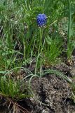 Muscari neglectum