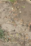Erophila verna. Цветущее растение. Саратов, Кумысная поляна, грунтовая дорога. 07.05.2017.