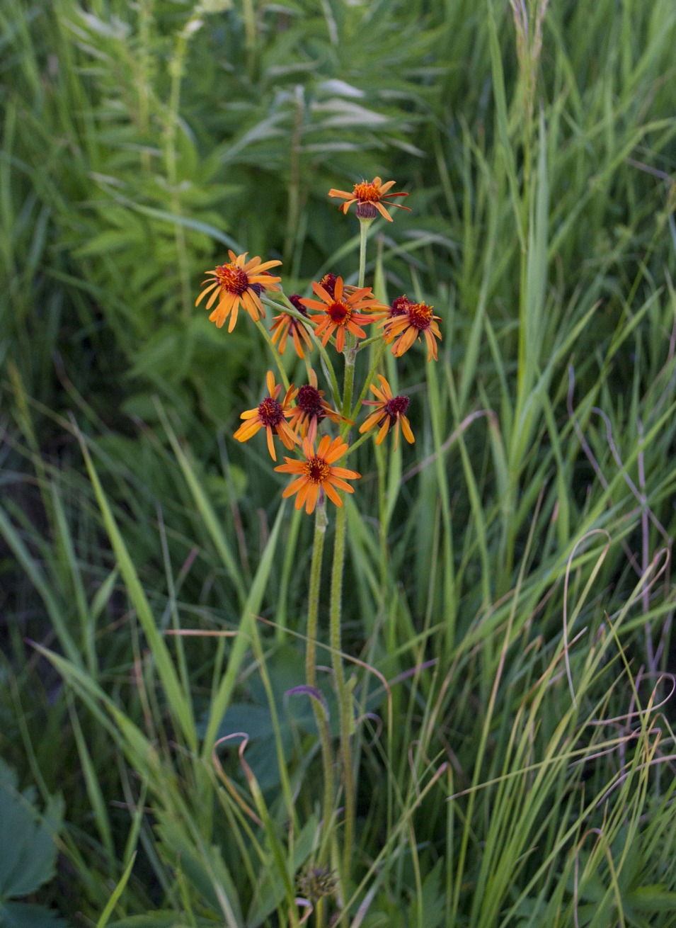 Изображение особи Tephroseris porphyrantha.