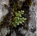 Asplenium ruta-muraria. Вегетирующее растение. Северный Урал, Пермский край, правый берег р. Язьва, вершина Ветлянского Камня, в щели на камне. 19 августа 2017 г.