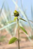 Helianthus annuus. Верхушка расцветающего растения. Ленинградская обл., окр. пос. Большая Ижора, побережье Финского залива, песчаный береговой вал, гонкениево-волоснецовое сообщество. 10.09.2017.