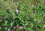 Solanum giftbergense