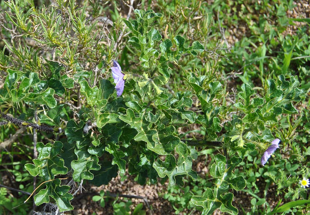 Изображение особи Solanum giftbergense.