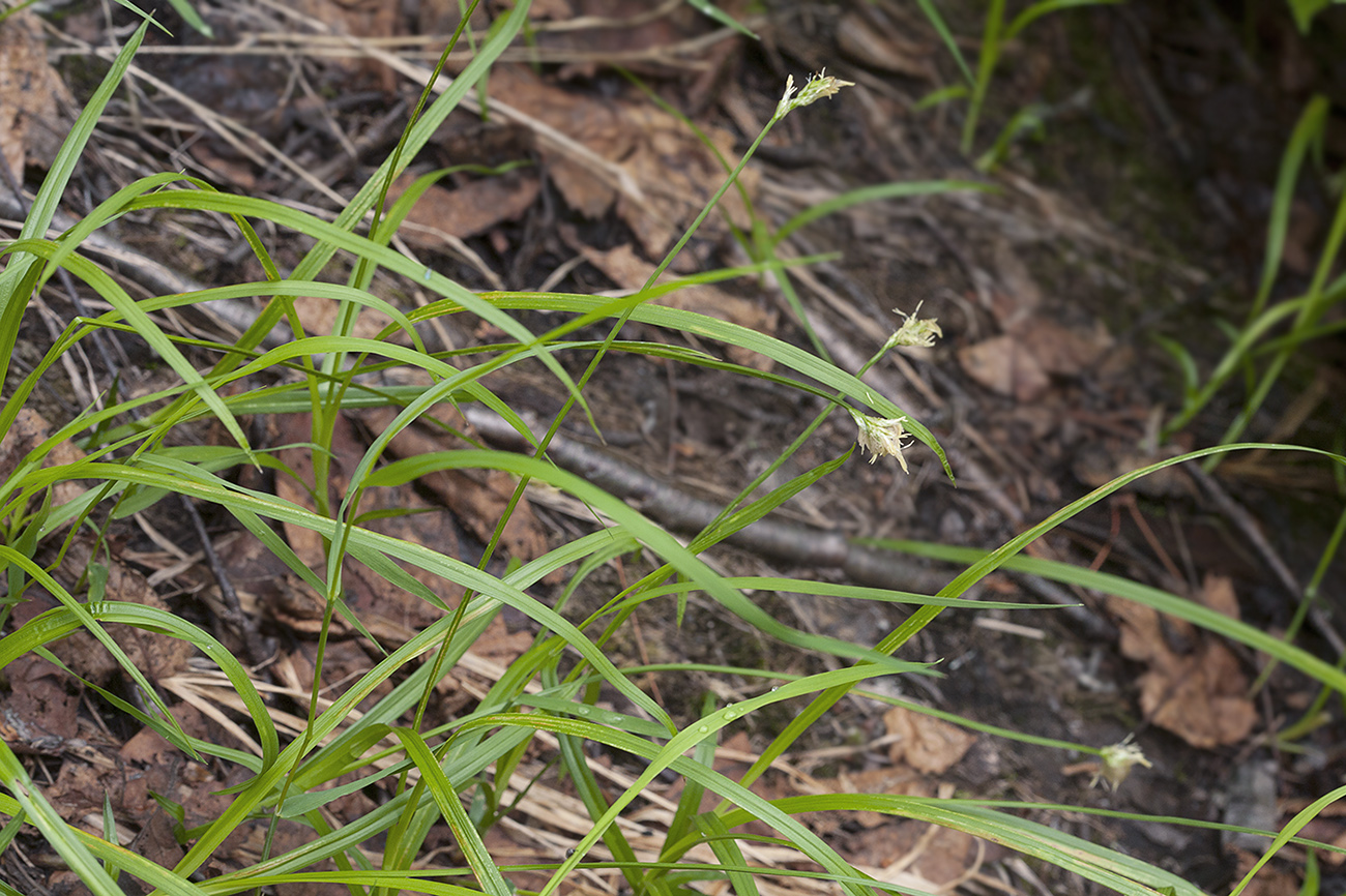 Изображение особи Carex pallida.