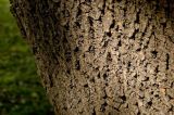 Fraxinus pennsylvanica. Кора. Пермский край, г. Пермь, Свердловский р-н, в городском озеленении. 28 августа 2017 г.