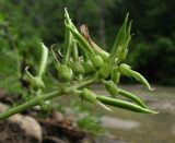 Astragalus glycyphyllos. Соцветие с цветками и завязавшимися плодами. Краснодарский край, Абинский р-н, окр. станицы Эриванская, берег р. Абин, в зарослях кустарников. 05.07.2015.