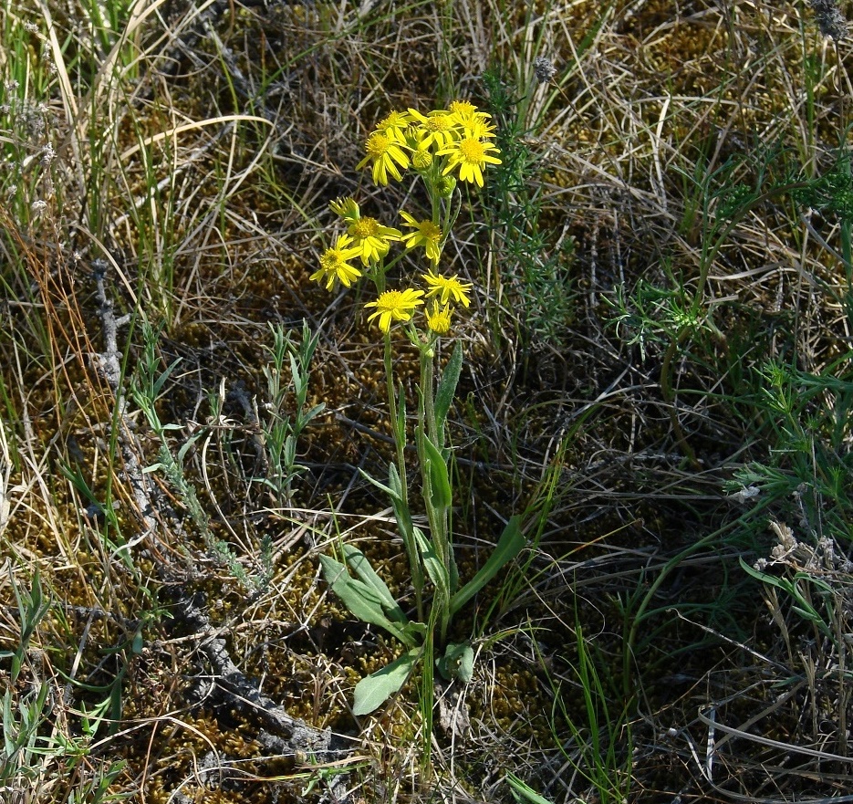 Изображение особи Tephroseris integrifolia.