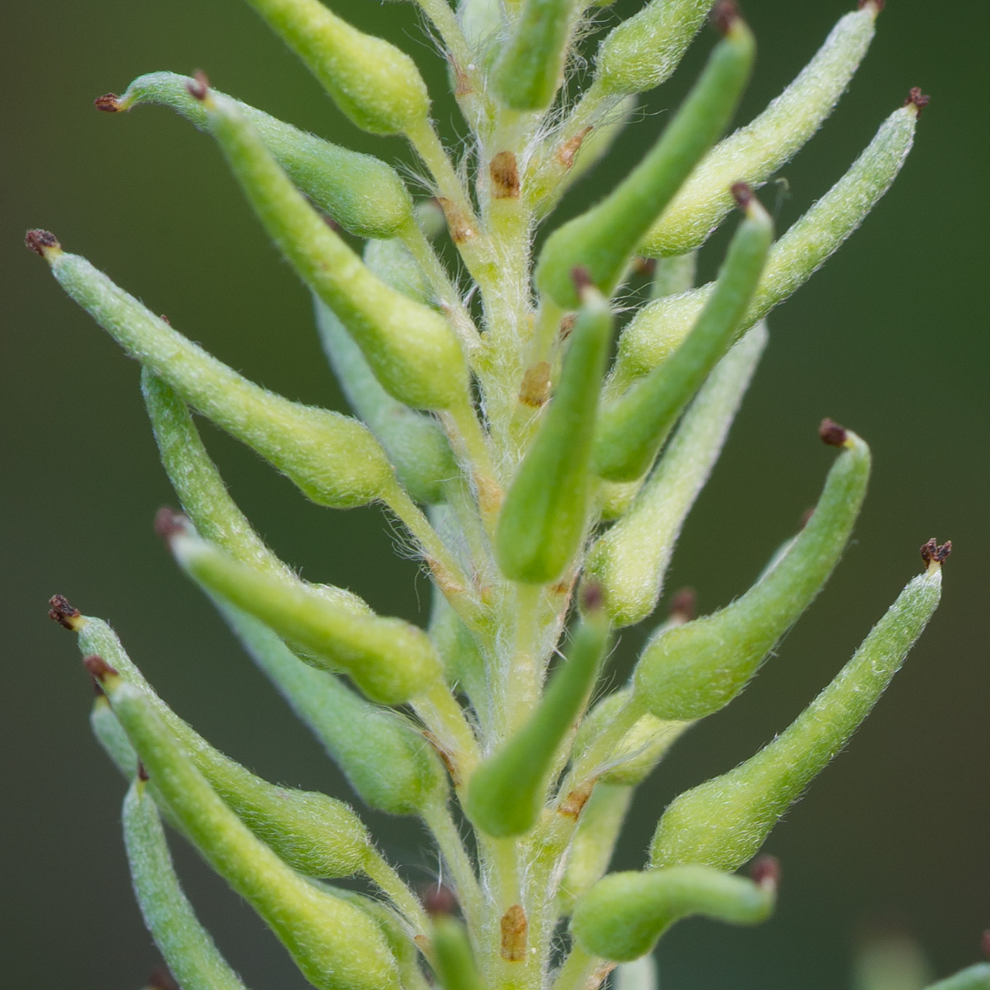 Изображение особи Salix starkeana.