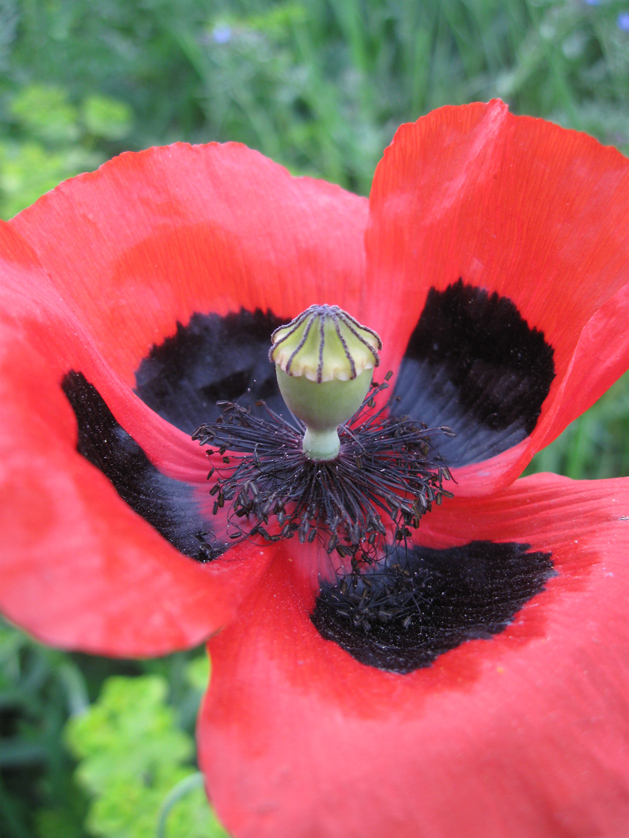 Изображение особи Papaver commutatum.