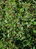 Cotoneaster melanocarpus