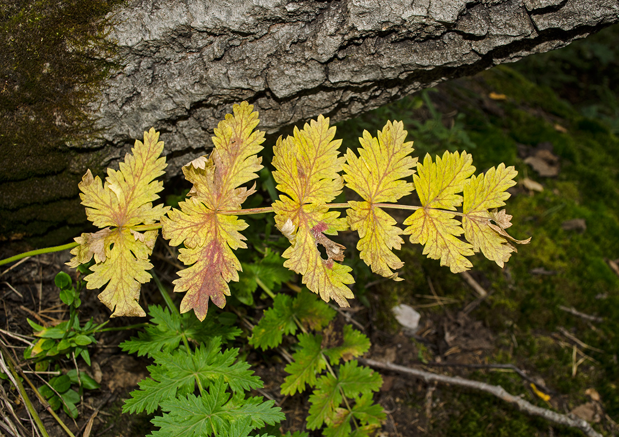 Изображение особи Pimpinella nigra.