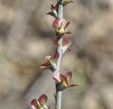 Noaea mucronata. Часть побега с плодами. Республика Кипр, епархия Левкосия (επαρχία Λευκωσίας), г. Никосия (Λευκωσία), городской парк. 27.10.2018.