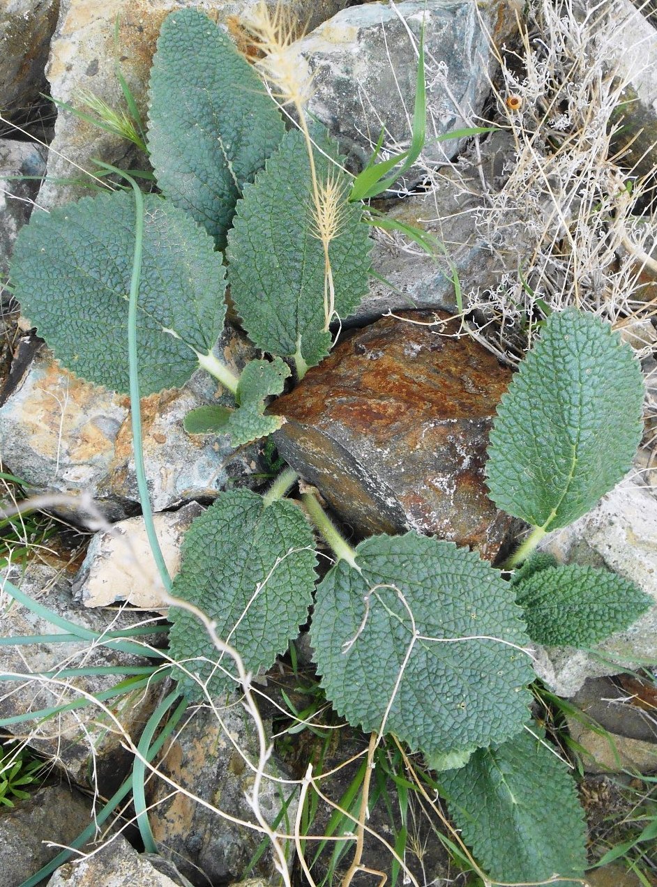 Изображение особи семейство Lamiaceae.