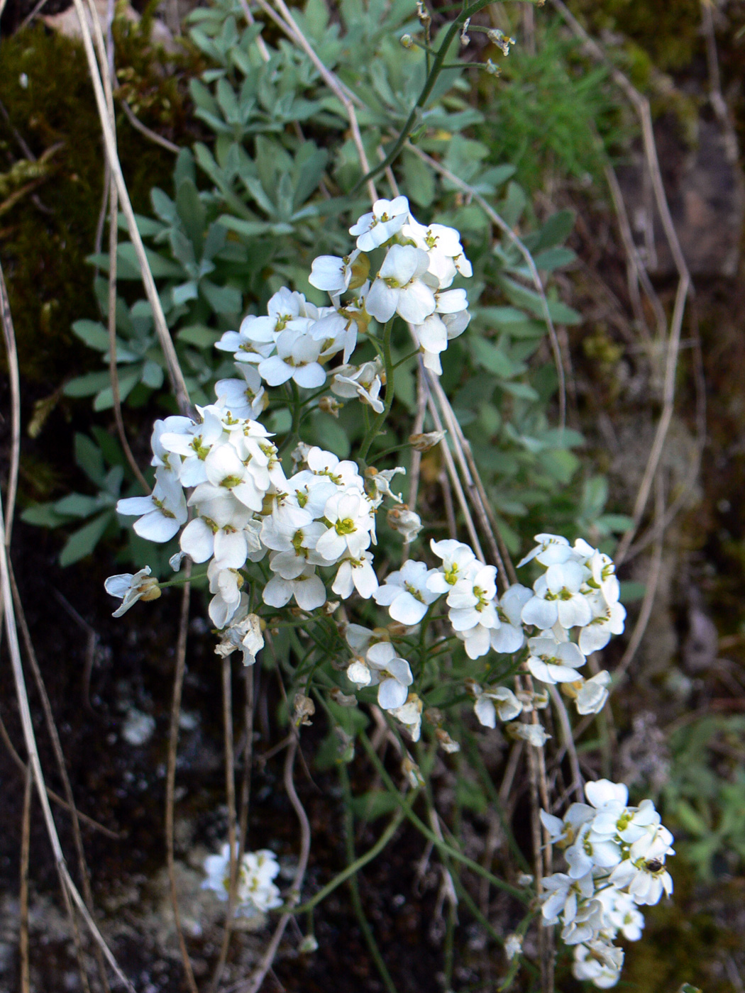 Изображение особи Schivereckia podolica.