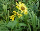 Arnica sachalinensis