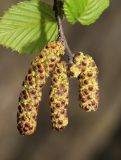 Betula lanata