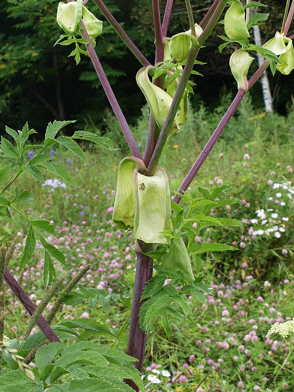 Image of Angelica dahurica specimen.