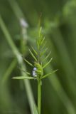 Vicia loiseleurii