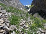 Ferula renardii. Цветущие растения на каменистой осыпи. Казахстан, Туркестанская обл., Толебийский р-н, Сайрам-Угамский национальный парк; Угамский хр., ≈ 2500 м н.у.м., верховья р. Сайрам-Су. 05.07.2019.