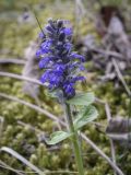 Ajuga reptans