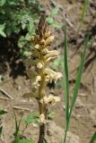 Orobanche lutea