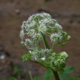 Angelica pachyptera. Соцветие. Республика Адыгея, окр. пос. Каменномостский, левый берег р. Большой Руфабго, напротив водопада Девичья Коса, на скале. 28.07.2023.