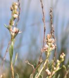 Atraphaxis frutescens