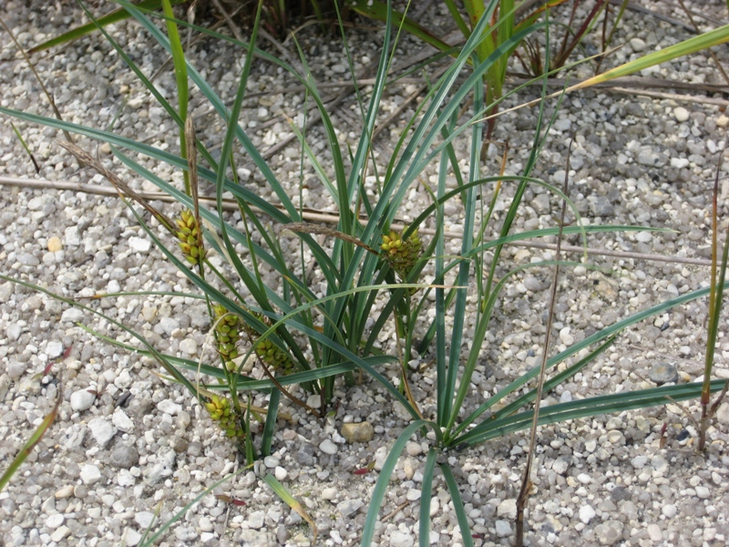 Изображение особи Carex pumila.