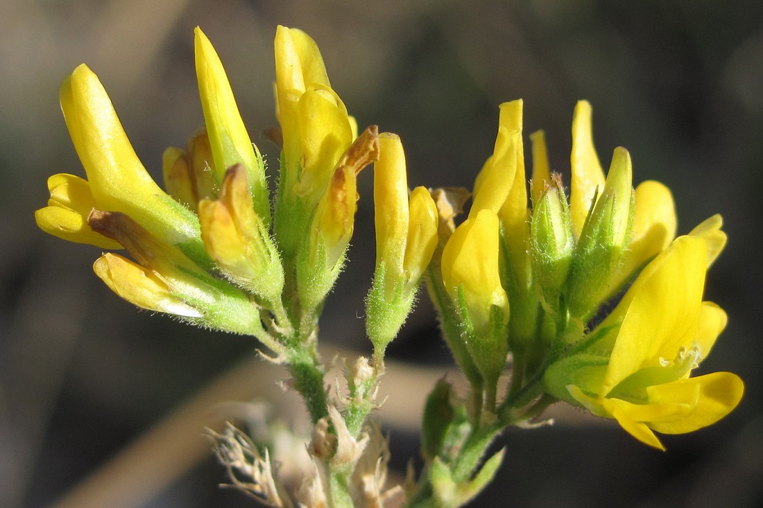 Изображение особи Medicago glandulosa.