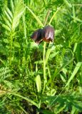 Fritillaria meleagroides