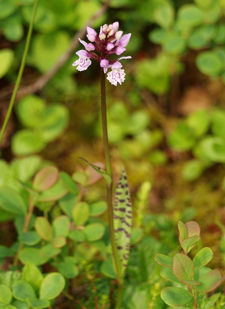 Изображение особи Dactylorhiza maculata.