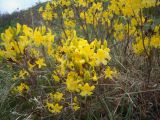 Rhododendron luteum