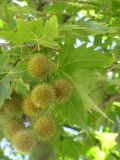 Platanus orientalis. Соплодия. Зап. Крым, г. Саки, посадки вдоль улицы. 29.08.2011.