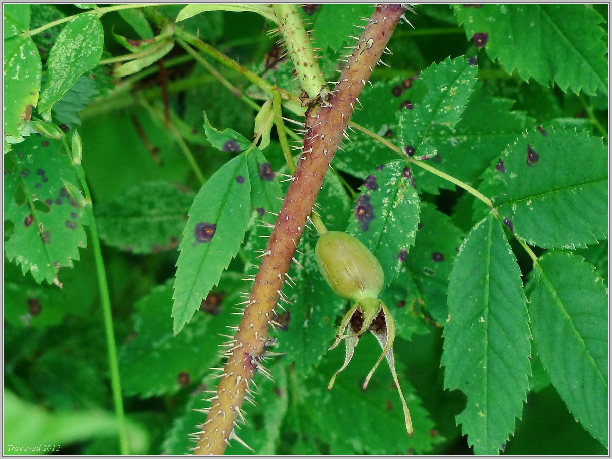 Изображение особи Rosa acicularis.