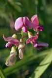 Lathyrus sylvestris