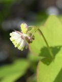 Thalictrum filamentosum