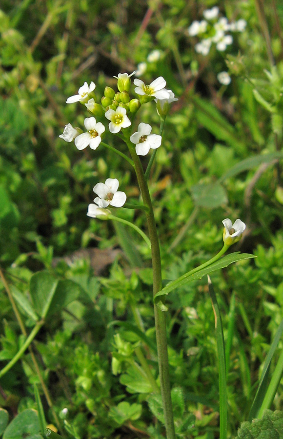 Изображение особи Calepina irregularis.