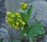 Scrophularia chrysantha. Верхушка цветущего растения. Армения, Вайоц Дзор, Джермук. 03.05.2013.