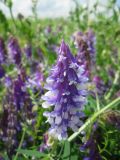 Vicia villosa