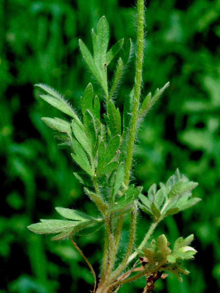 Изображение особи Ranunculus sewerzowii.